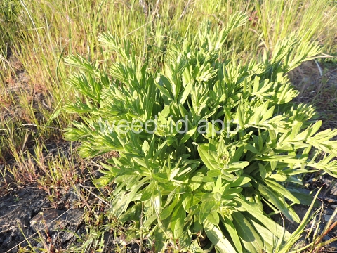 pepperweed, field